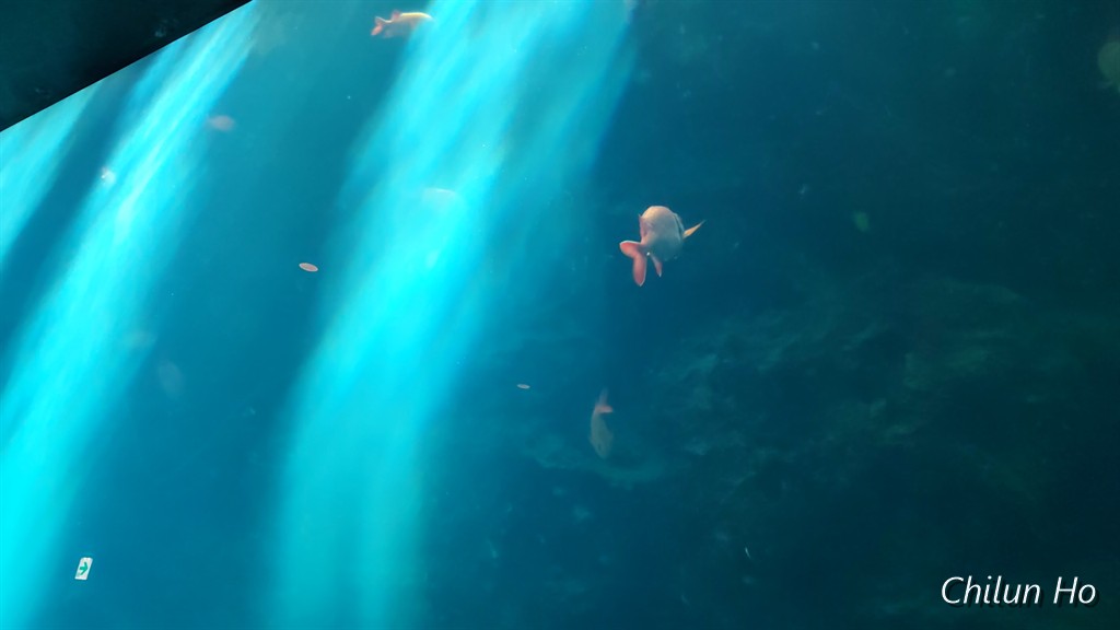 沖縄美ら海水族館